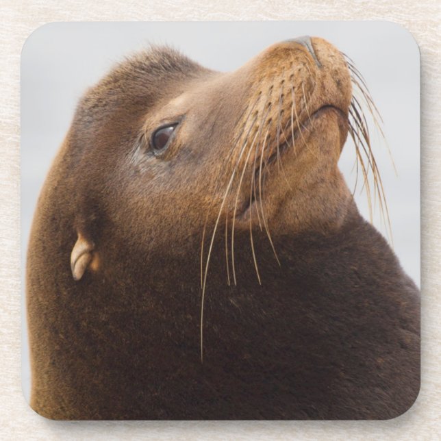 California Sea Lion Coaster (Front)