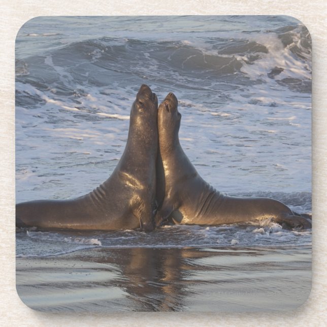 California Sea Lion Coaster (Front)