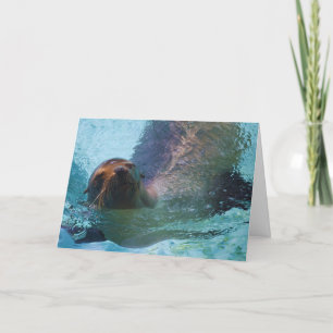 California Sea Lion Holiday Card