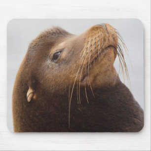California Sea Lion Mouse Mat