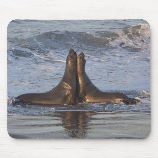 California Sea Lion Mouse Mat (Front)