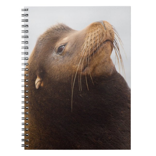 California Sea Lion Notebook (Front)