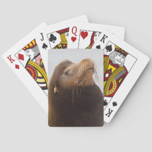 California Sea Lion Playing Cards