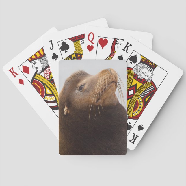 California Sea Lion Playing Cards (Back)