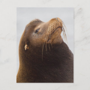 California Sea Lion Postcard