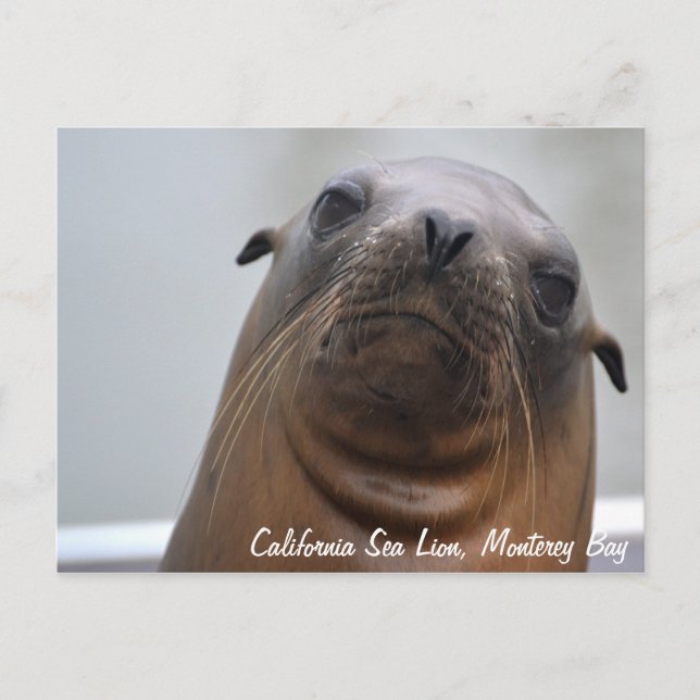 California Sea Lion Postcard (Front)