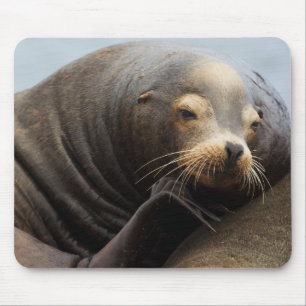 California Sea Lion Resting Mouse Mat