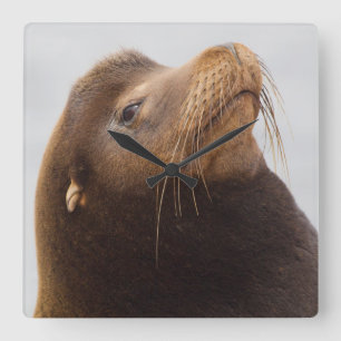 California Sea Lion Square Wall Clock