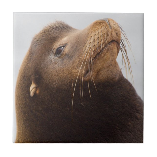 California Sea Lion Tile (Front)