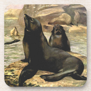 California Sea Lions by CE Swan, Vintage Animals Coaster