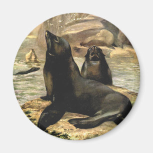 California Sea Lions by CE Swan, Vintage Animals Magnet
