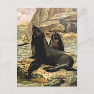 California Sea Lions by CE Swan, Vintage Animals Postcard