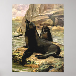 California Sea Lions by CE Swan, Vintage Animals Poster