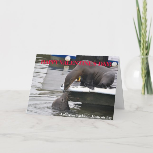 California Sea Lions Valentine's Day Card (Front)
