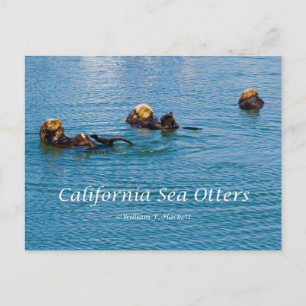 California Sea Otter California Products Postcard