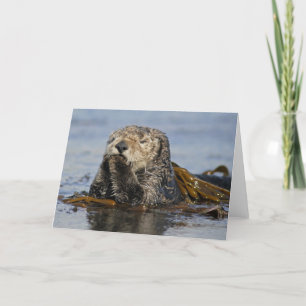 California Sea Otter Card - Enhydra lutris photo