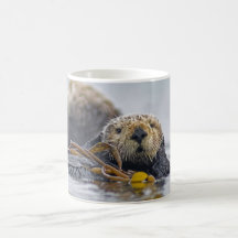 California Sea Otter