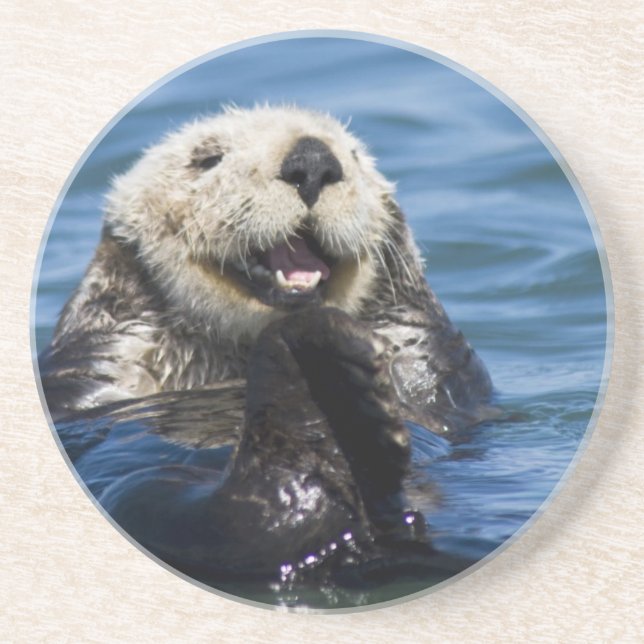 California Sea Otter Enhydra lutris) grooms Coaster (Front)