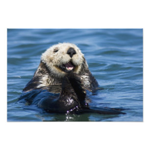 California Sea Otter Enhydra lutris) grooms Photo Print