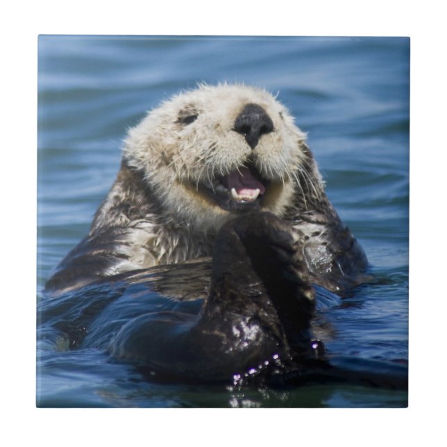California Sea Otter Enhydra lutris) grooms Tile (Front)