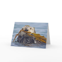 California Sea Otter Wrapped in Bull Kelp.