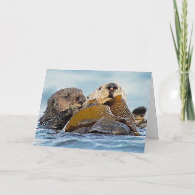 California Sea Otters at Morro Bay Card (Front)