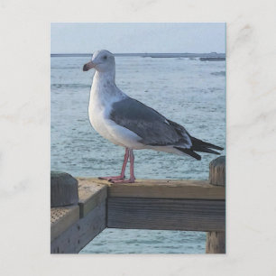 California Seagull Postcard