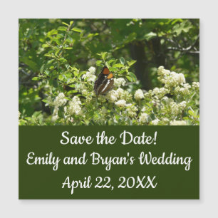 California Sister Butterfly in Yosemite