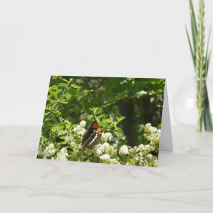 California Sister Butterfly in Yosemite Card