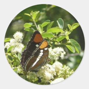 California Sister Butterfly in Yosemite Classic Round Sticker