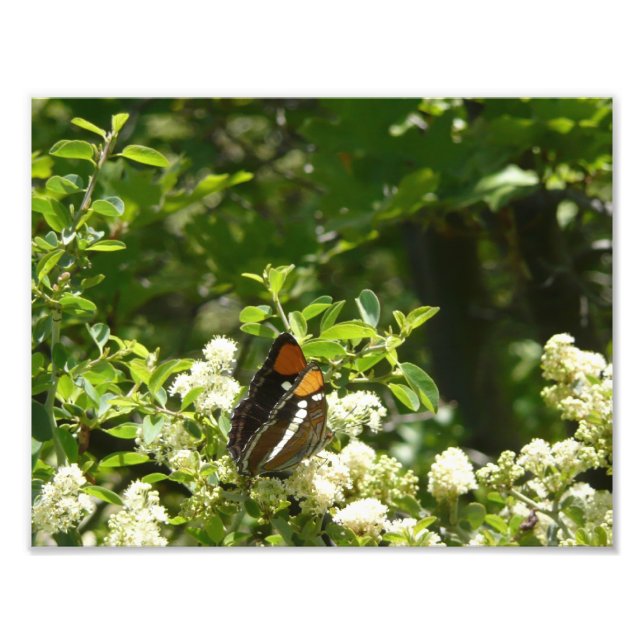 California Sister Butterfly in Yosemite Photo Print (Front)