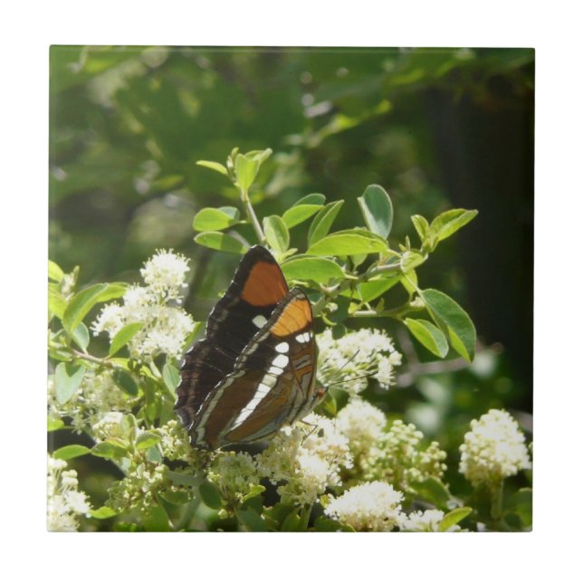 California Sister Butterfly in Yosemite Tile (Front)