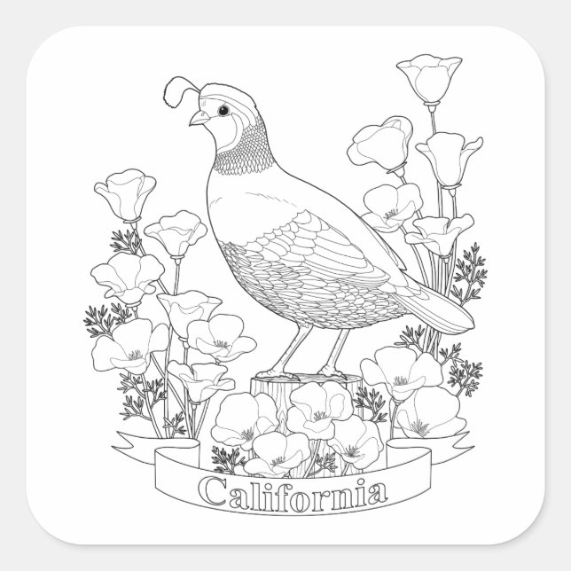 California State Bird and Flower Colouring Page Square Sticker (Front)