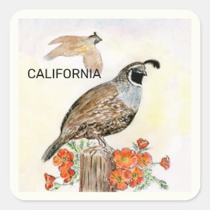 California state bird and flower square sticker