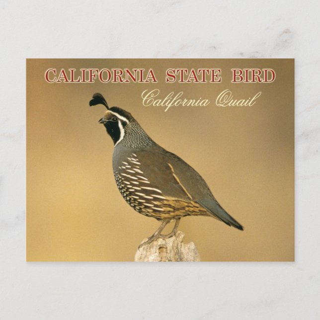 California State Bird - California Quail Postcard (Front)