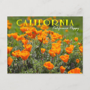 California State Flower: California Poppy Postcard