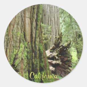 California Stickers Big Coastal Redwood Trees