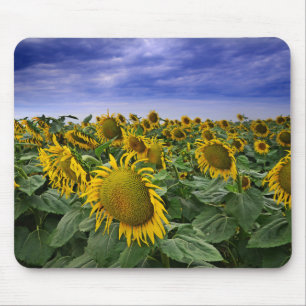 California Sunflower Fields Mouse Mat
