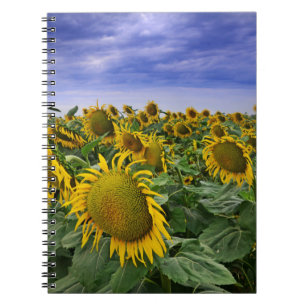 California Sunflower Fields Notebook