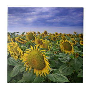 California Sunflower Fields Tile
