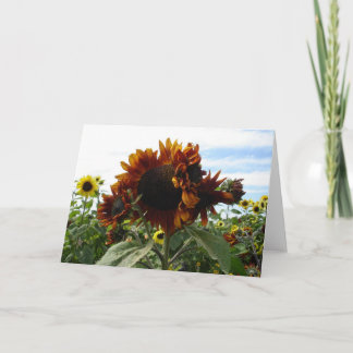 California Sunflowers Card