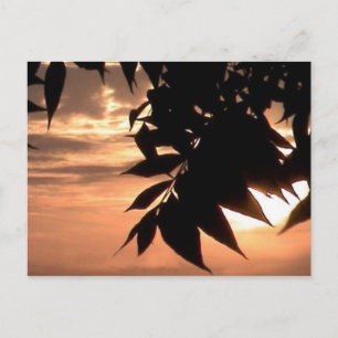 california sunset postcard