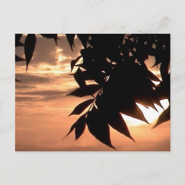 california sunset postcard (Front)