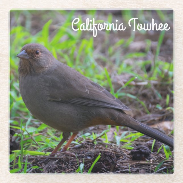 California Towhee Glass Coaster (Front)