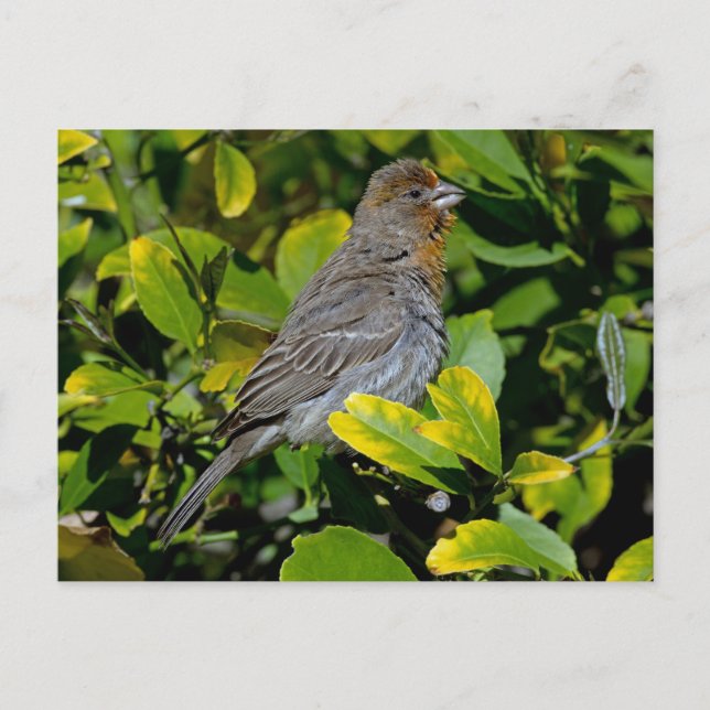 California Towhee Postcard (Front)