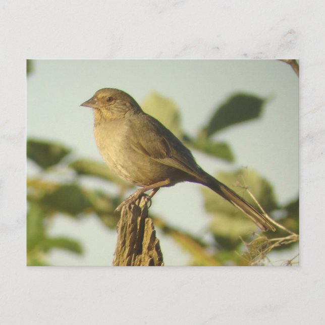 California Towhee Postcard (Front)