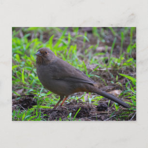 California Towhee Postcard