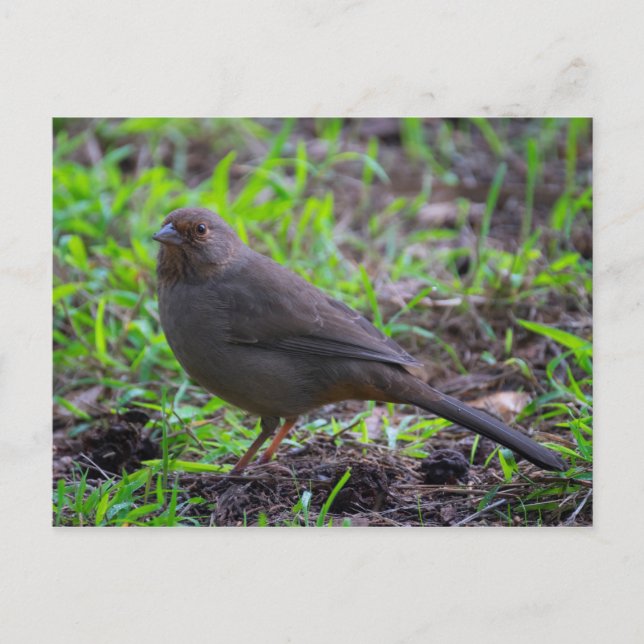 California Towhee Postcard (Front)