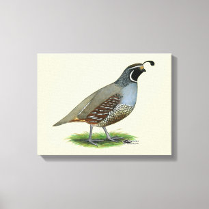 California Valley Quail Canvas Print