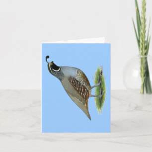 California Valley Quail Card